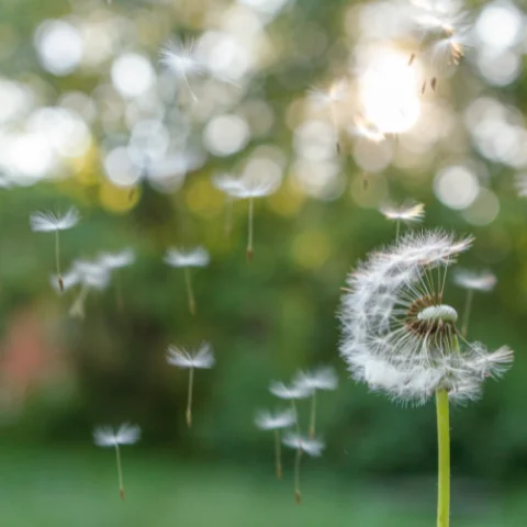 Dandelion blowing in the wind