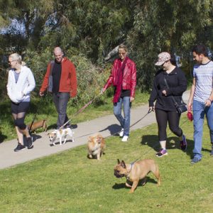 Dog walking group