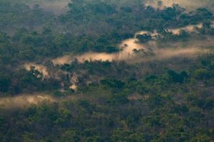 Bushfire smoke over a forest
