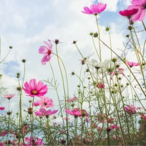 Pink flowers in a field