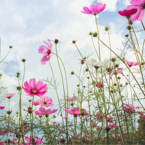 Pink flowers in a field