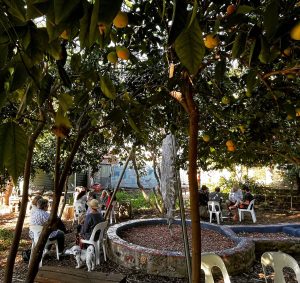 A small group of people sit in white plastic chairs in small clusters under a canopy of fruit-laden citrus trees, gathered around a circular mulched garden bed in a community garden setting, with a small white dog resting nearby.