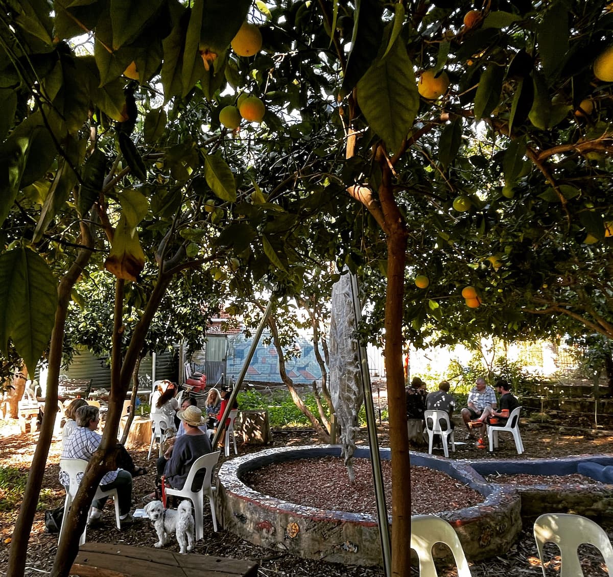 A small group of people sit in white plastic chairs in small clusters under a canopy of fruit-laden citrus trees, gathered around a circular mulched garden bed in a community garden setting, with a small white dog resting nearby.